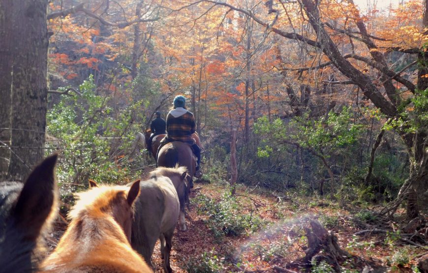 Cabalgatas de montaña. Lago Lolog