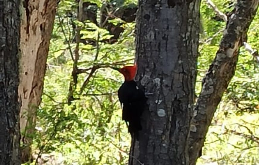 Trekking refugios del Volcán Lanín. Cara Norte.