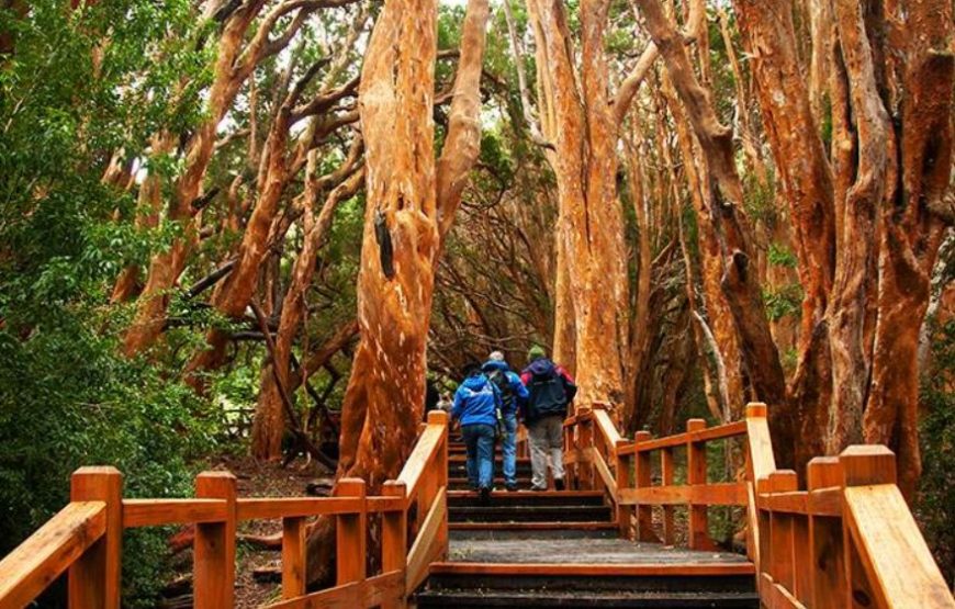 Excursión Lacustre a Isla Victoria y Bosque de Arrayanes